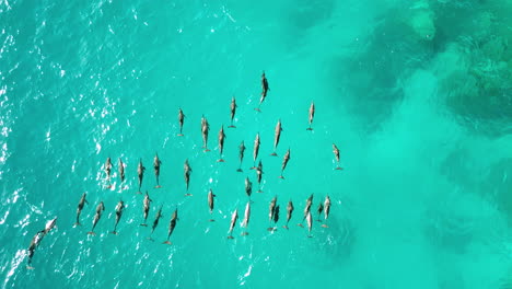 aerial high altitude, massive pod of dolphins in red sea