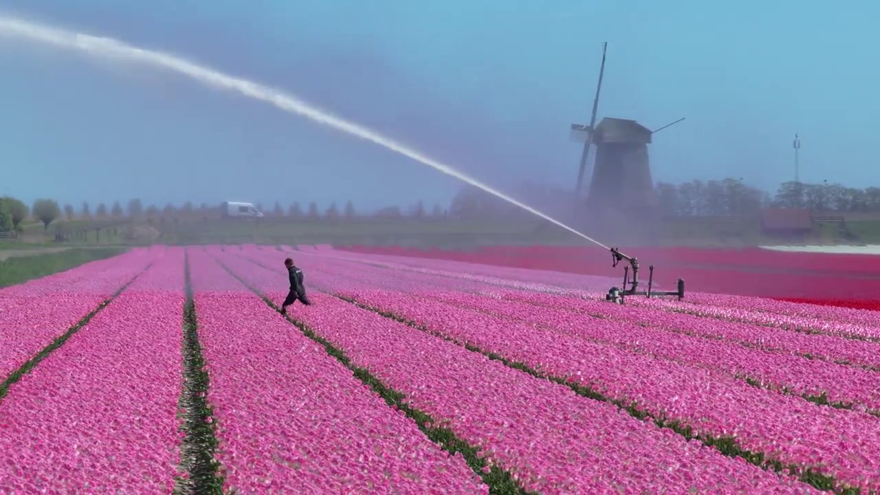 Landmand springer over vandingsspreder på en lyserød tulipanmark i Holland