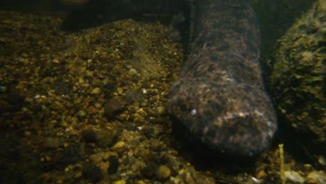 japanese giant salamander moving through night river in tottori japan