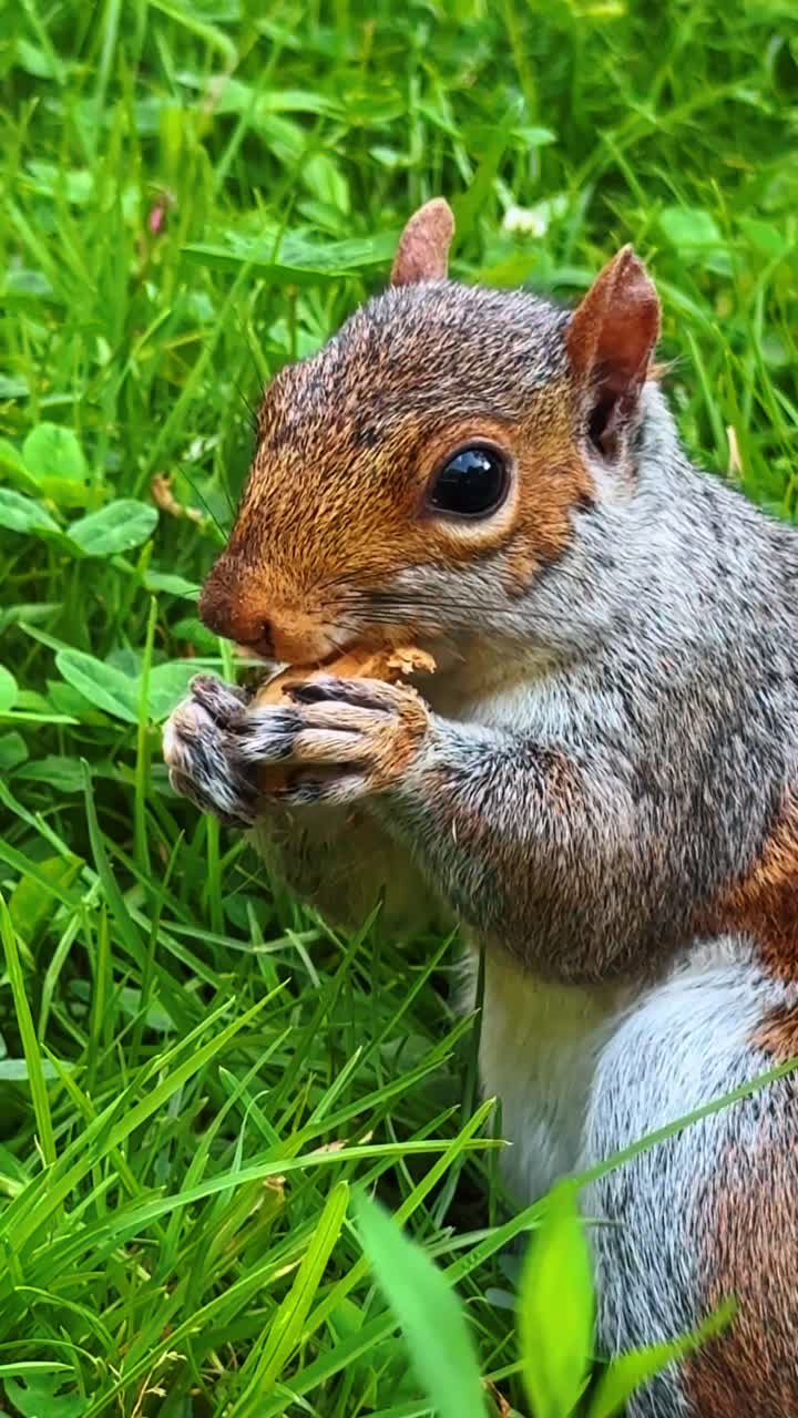 Scatto macro di uno scoiattolo che morde un guscio di arachide. Vista dettagliata di profilo di uno scoiattolo che tiene un'arachide tra le zampe mentre è seduto nel trifoglio verde
