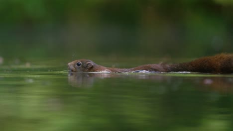 Cerca-De-Una-Ardilla-Roja-Esponjosa-Nadando-A-Través-De-Un-Pequeño-Río-Con-Una-Avellana-En-La-Boca