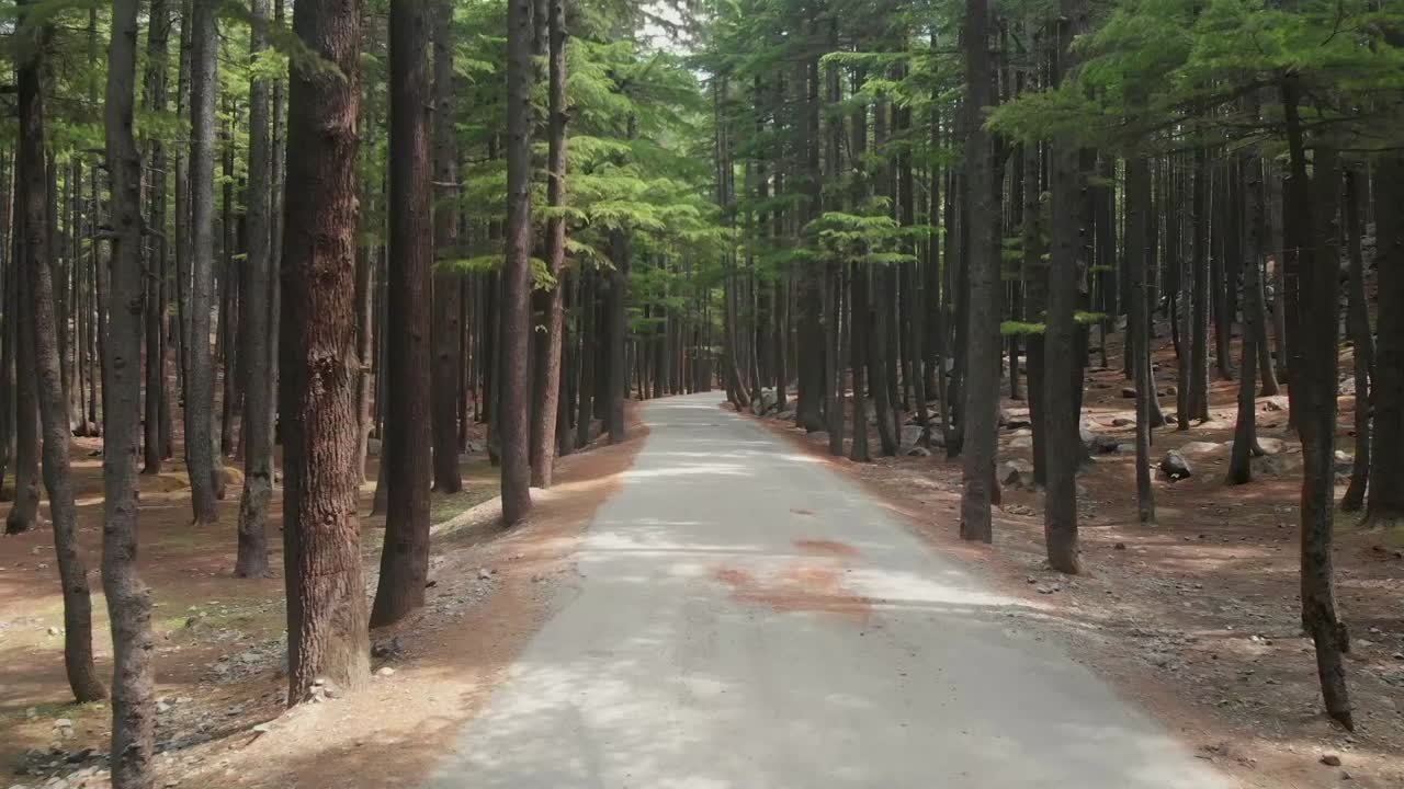punto de vista a lo largo de una carretera vacía rodeada de abetos en el bosque de ushu en kalam
