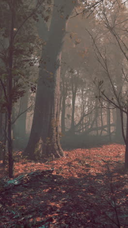 misty autumn forest