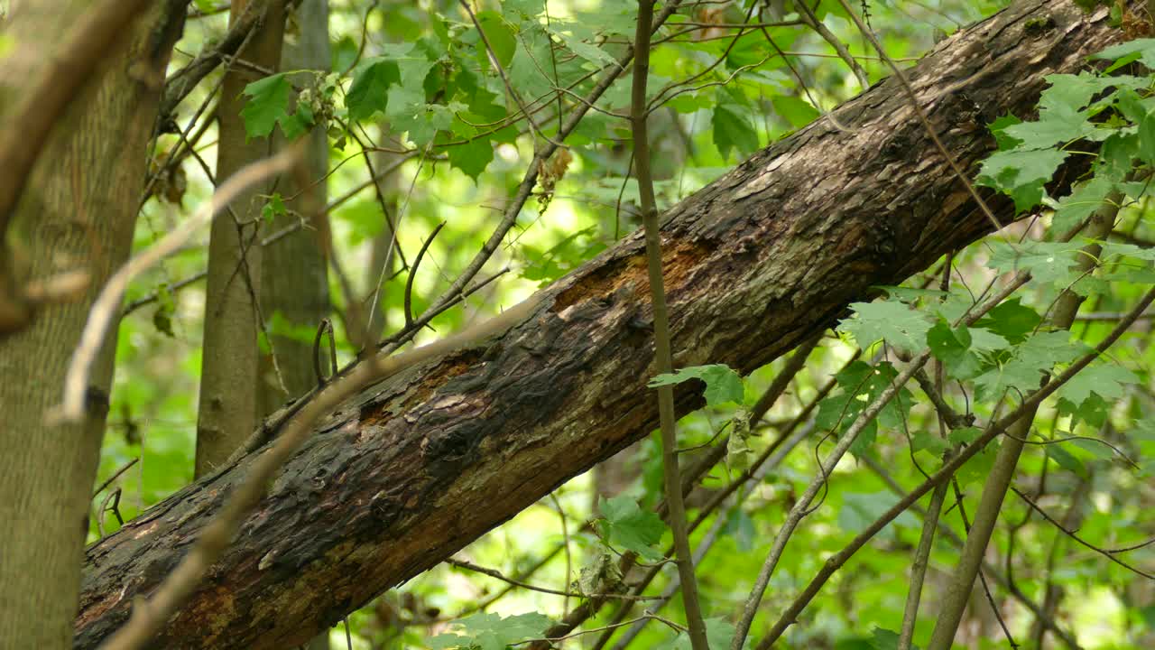 pájaro carpintero forrajeando y picoteando comida en ramas de árboles en el bosque del este de canadá
