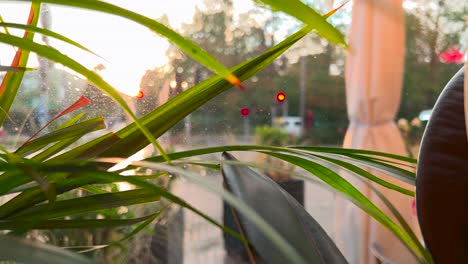 green blades of plant with bright sun and vehicles driving in the background