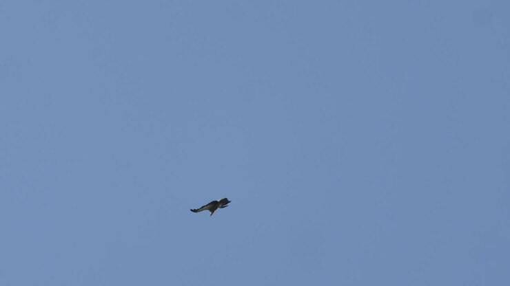 vista de abajo de un buitre grifo (gyps fulvus) cielo azul en el fondo francia