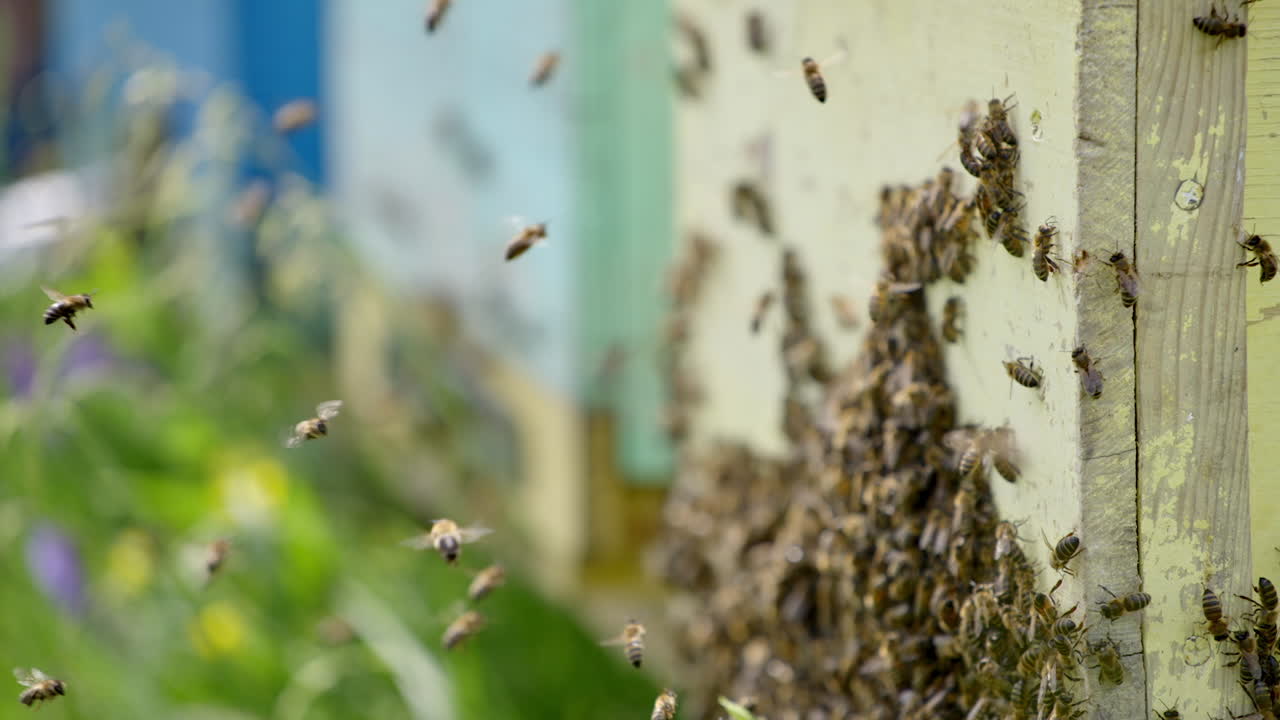 Swarm of bees near the entrance of a hive. Bees stuck to a wooden beehive. Many honey bees flying and crawling near the hive. Close-up.