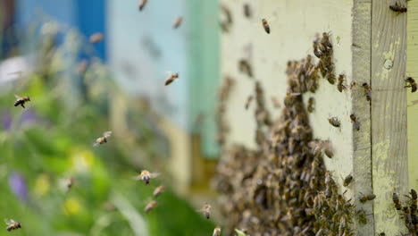 swarm of bees near the entrance of a hive. bees stuck to a wooden beehive. many honey bees flying and crawling near the hive. close-up.