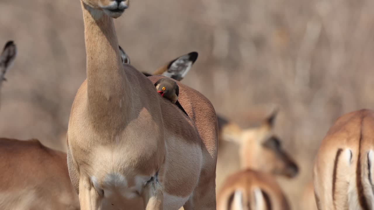 A red-billed oxpecker sitting on the back of a female impala antelope cleaning the fur, Greater Kruger. Medium shot.