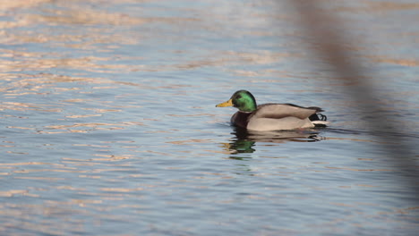 Grünköpfige-Stockente-Schwimmt-An-Einem-Goldenen-Abend-Flussaufwärts-Und-Verfolgt