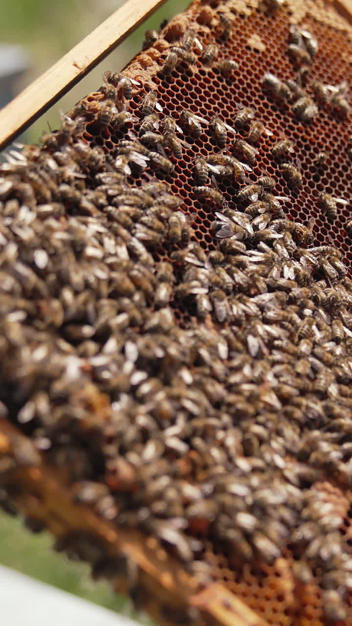 Honey bees crawling on a frame. Apiarist holding frame with bees making honey. Bees frame in beekeeper's hands. Close-up. Vertical video