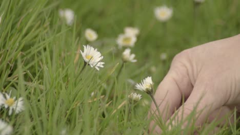 picking up a daisy in a meadow