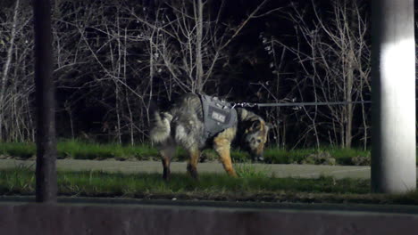 german shepherd trained police dog eating at a crime spot at night in illuminating siren light environment