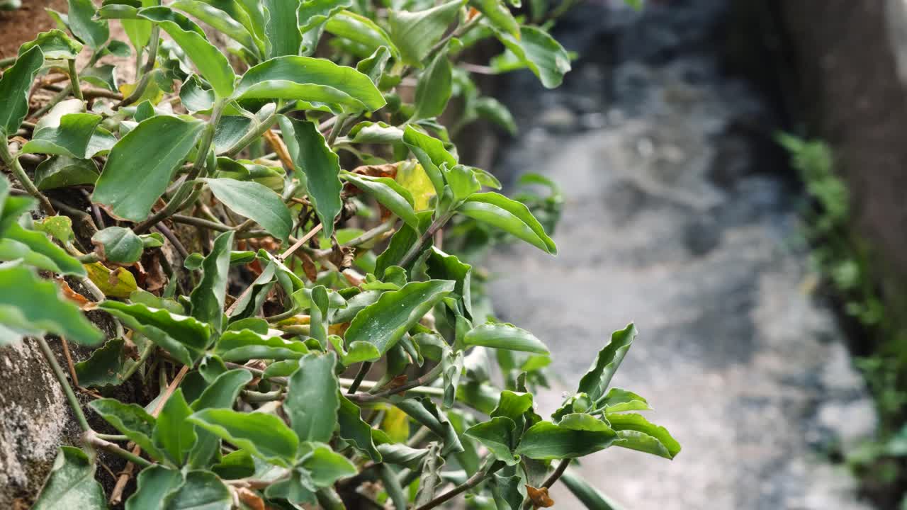 close up of wild plants on the edge of the gutter.
