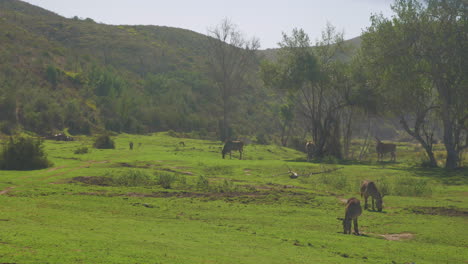 Afrikanische-Tiere-Grasen-Friedlich-Mit-Nebel,-Der-Im-Naturschutzgebiet-Hereinrollt