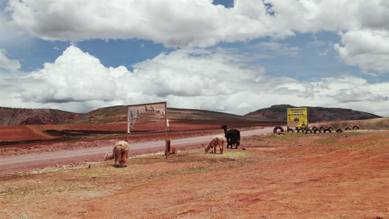 Lhamas, alpacas, estrada de terra vermelha, Vale Sagrado, Mina de Sal de Maras, Chicón, Moray, Peru, Peru, drone aéreo, Salineras de Maras, estação chuvosa, ensolarado, nublado, Andes Peruanos, região de Cusco, movimento panorâmico para a esquerda