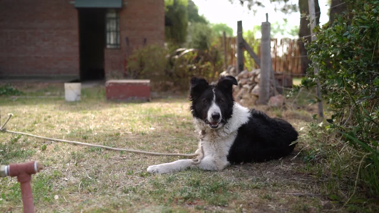 perro border collie en correa tendido en el suelo en el jardín