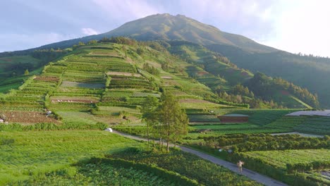 Aerial-view-of-farmer-is-walking-on-the-road-in-the-middle-beautiful-green-plantation