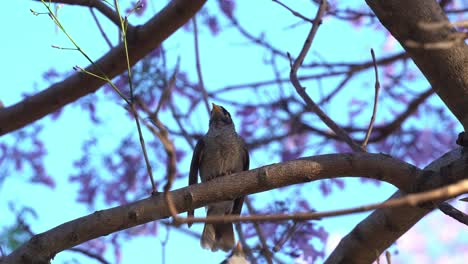 Honeyeater-noisy-miners,-manorina-melanocephala-perching-up-high-on-the-tree-branch-and-fly-away-against-beautiful-jacaranda-purple-flowers-in-spring-season,-selective-focus-close-up-shot