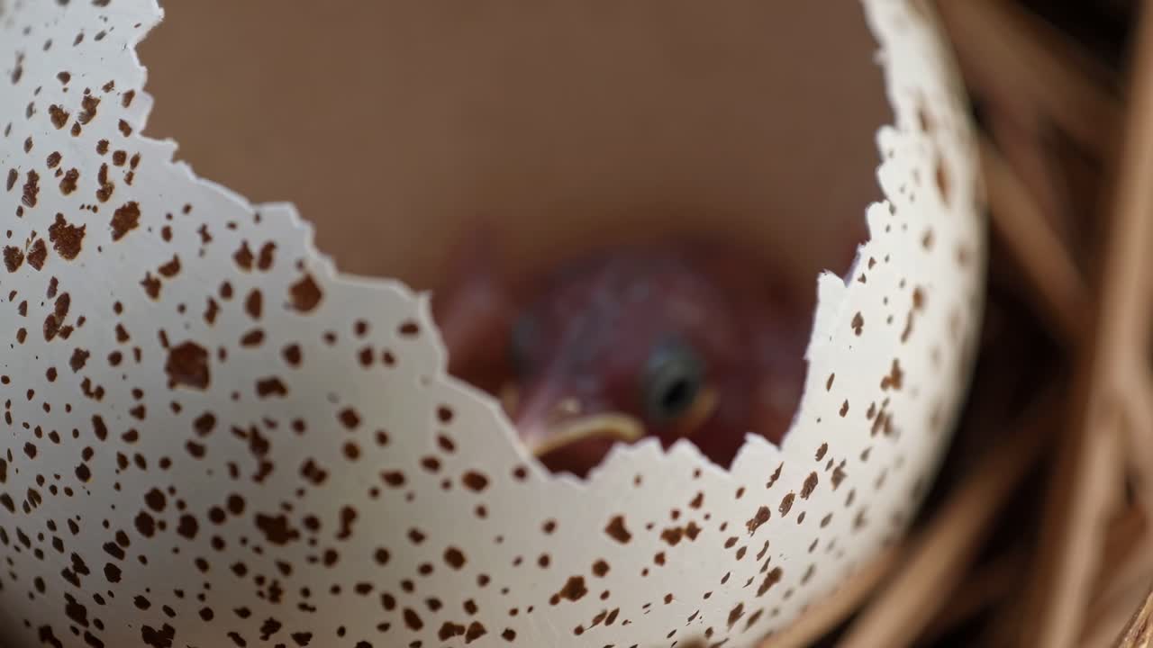 pájaro bebé eclosionando de un huevo en el nido