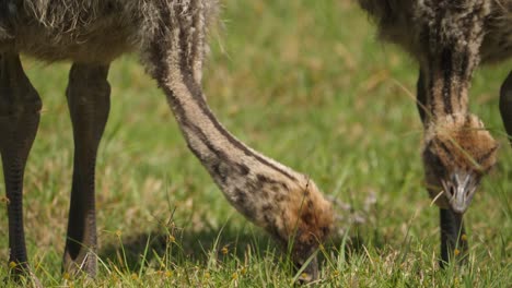 close up of baby ostriches pecking at the grass with their beaks