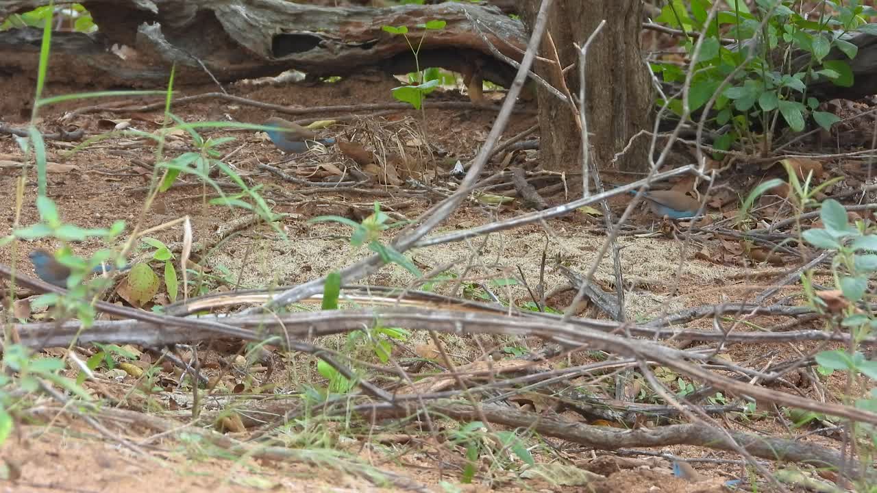 Small Blue Birds in a Natural Forest Habitat
