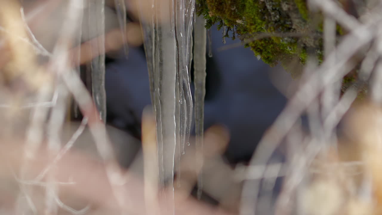 Melting Icicles On Mossy Rocks Among Grasses. Selective Focus Shot