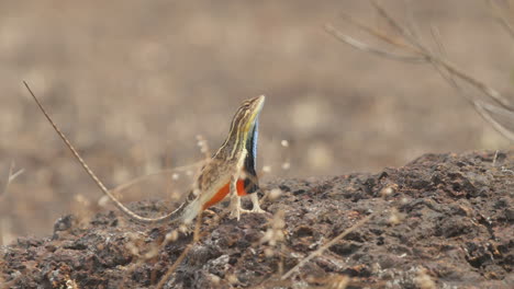 Male-Fan-Throated-Lizard-displaying-to-its-opponent-with-its-tail-up-in-air-trying-to-expand-its-body