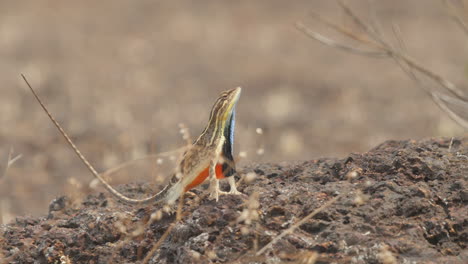 lagarto de garganta de abanico macho mostrándose a su oponente con la cola en el aire tratando de expandir su cuerpo