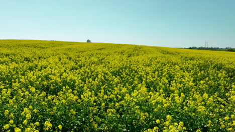 Vista-Aérea-De-Un-Campo-De-Colza-De-Color-Amarillo-Brillante-En-Plena-Floración-Bajo-Un-Cielo-Azul-Claro