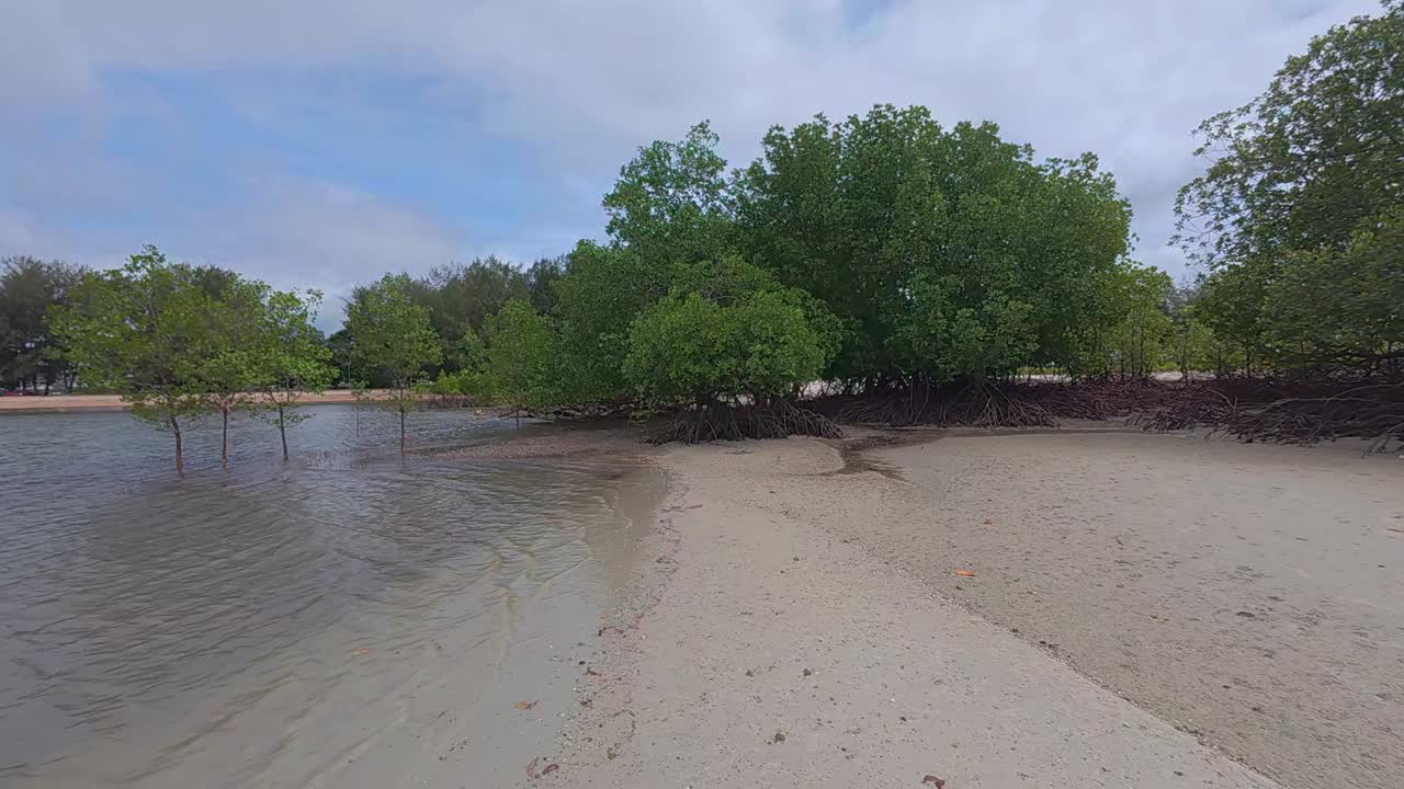A tropical mangrove forest along a coastal shoreline, home to diverse wildlife and a natural barrier against coastal erosion.