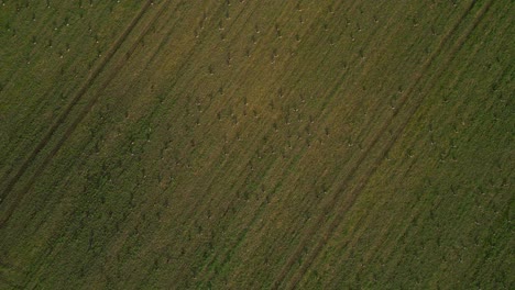 flock of birds spreads across a large green field seen from an aerial perspective