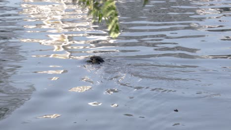 Clouded-Monitor-Lizard-Waran-swimming-in-a-Lake-in-Lumphini-Park,-Bangkok,-Thailand