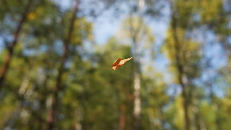 falling leaf in autumn forest