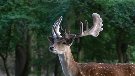 European-Fallow-Dear-buck-stands-alert-and-still-and-slowly-turns-head---Slow-motion