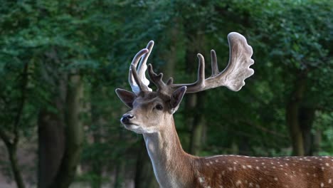 el pájaro europeo está alerta y quieto y gira lentamente la cabeza en cámara lenta.