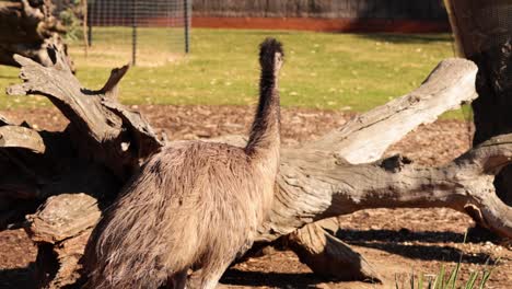 emu walking around a zoo enclosure