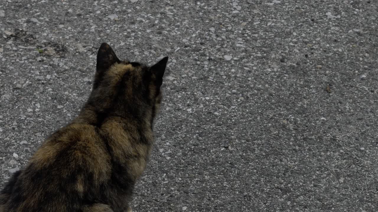 gato calico huyendo después de detectar algo en la distancia