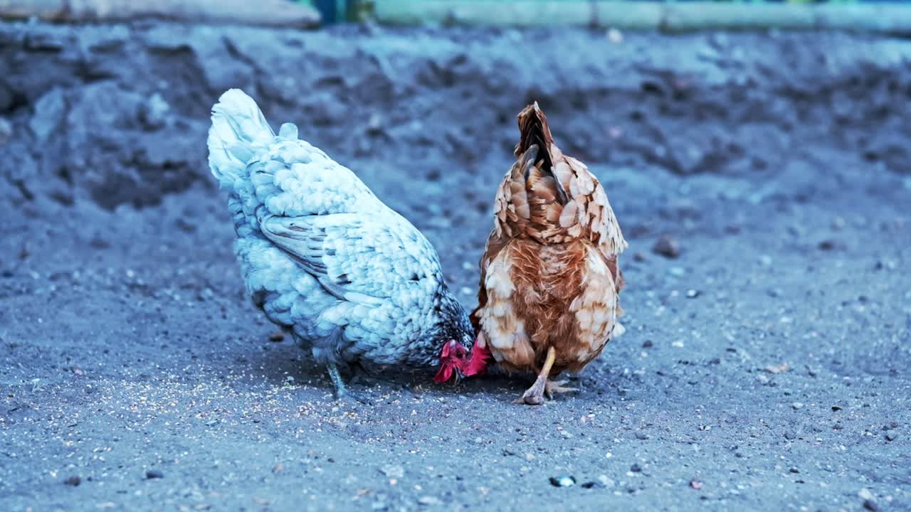 Een prachtig stel bruine en grijze scharrelkippen die zaden van de grond pikken
