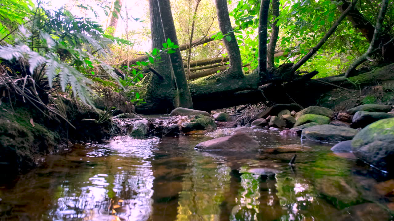 Pristine freshwater stream flow over rocks in indigenous forest, low slider
