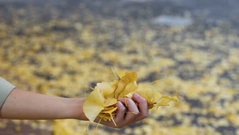 hand tossing yellow ginkgo leaves into the air