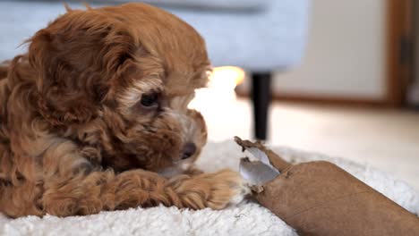 Caramel-brown-Cavoodle-cavapoo-puppy-dog-plays-with-toy-on-bed,-pulling-it-off-bed-towards-camera