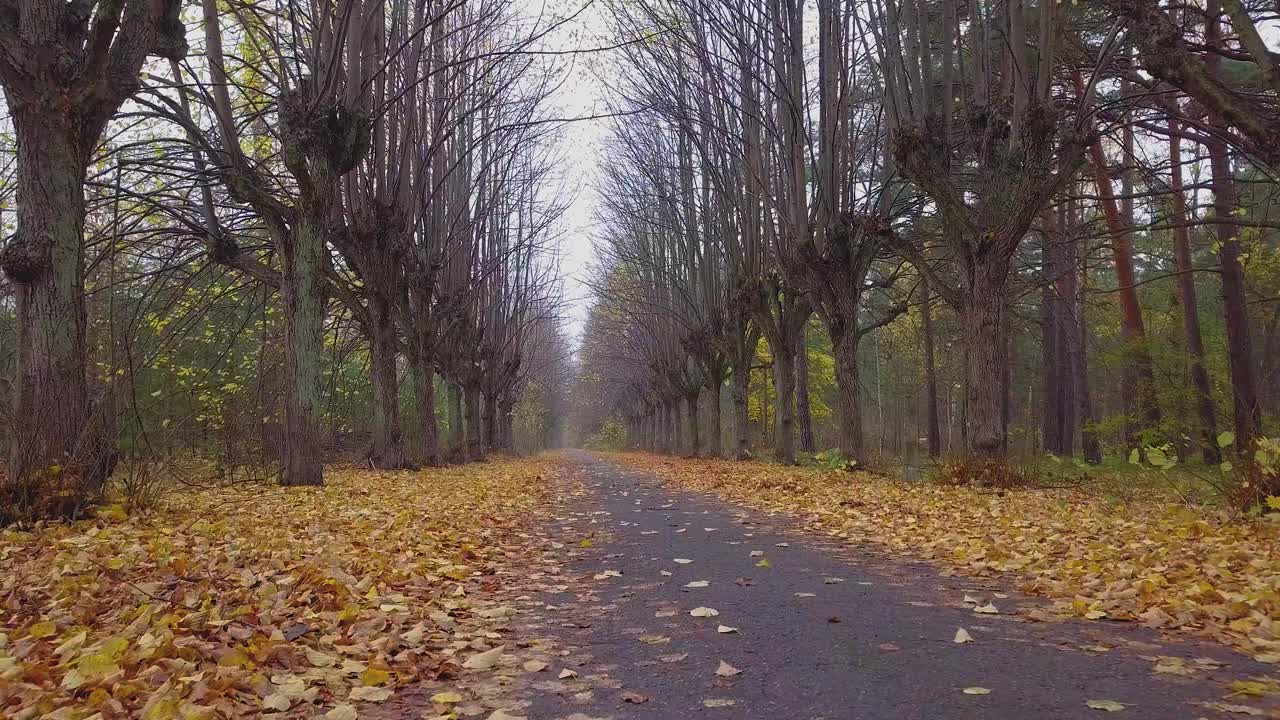 Establishing view of the autumn linden tree alley, leafless trees, empty pathway, yellow leaves of a linden tree on the ground, idyllic nature scene of leaf fall, low wide drone shot moving forward