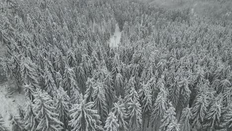 aerial view of snow covered pine trees in backcountry