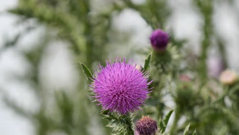 cotton thistle or scottish thistle gently swaying in the wind closeup