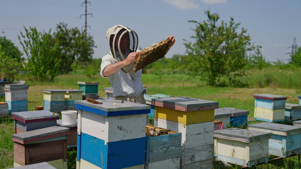 Bee farmer pulls the honey frame out of bee hive. Apiculturist takes the honeycombs covered with bee brood. Nature backdrop.