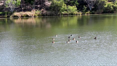 ducks swimming on a beautiful lake at springtime in australia