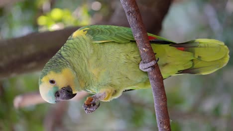 loro amazónico de frente turquesa posado en una rama de madera y comiendo bocadillos en el desierto