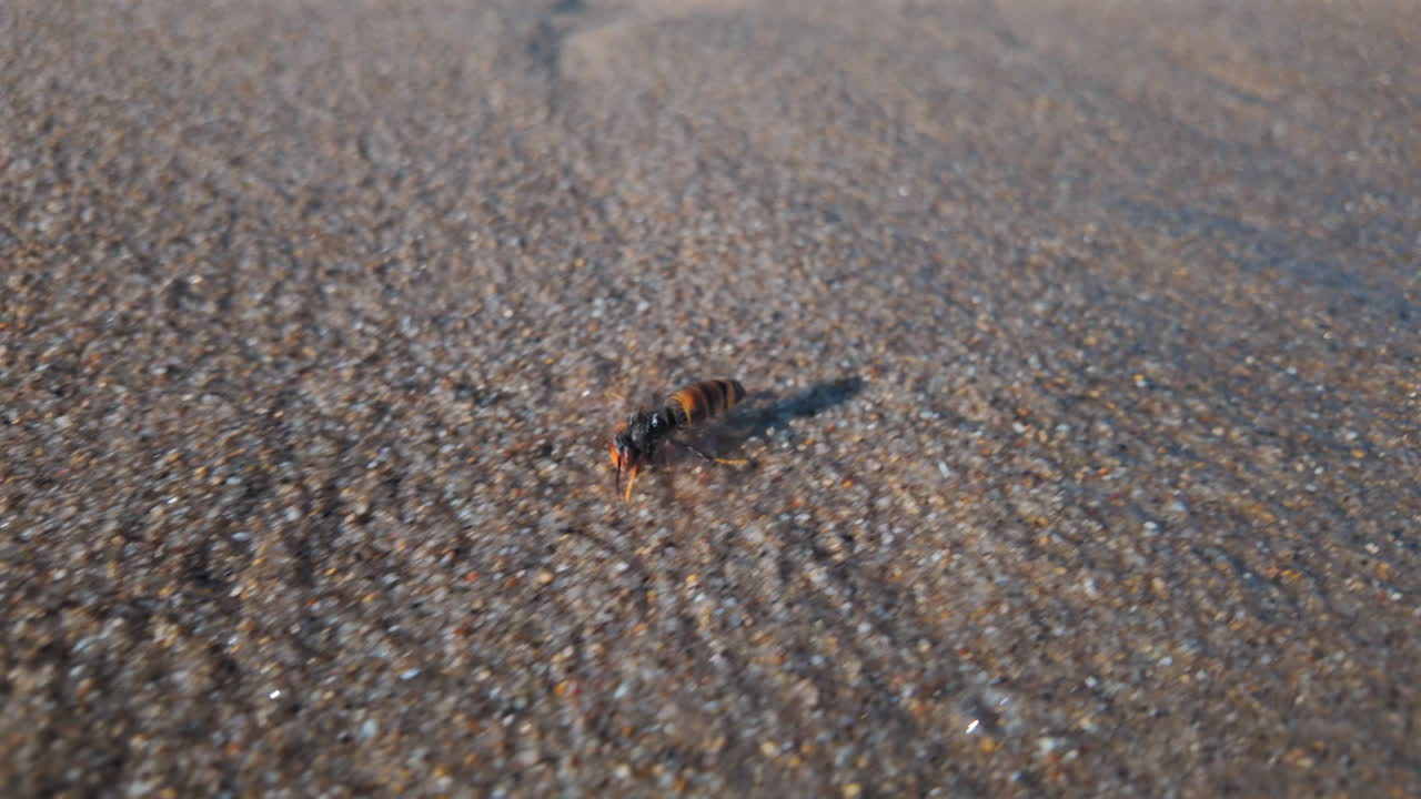 Close up of a bee walking across the sand on a sunny day