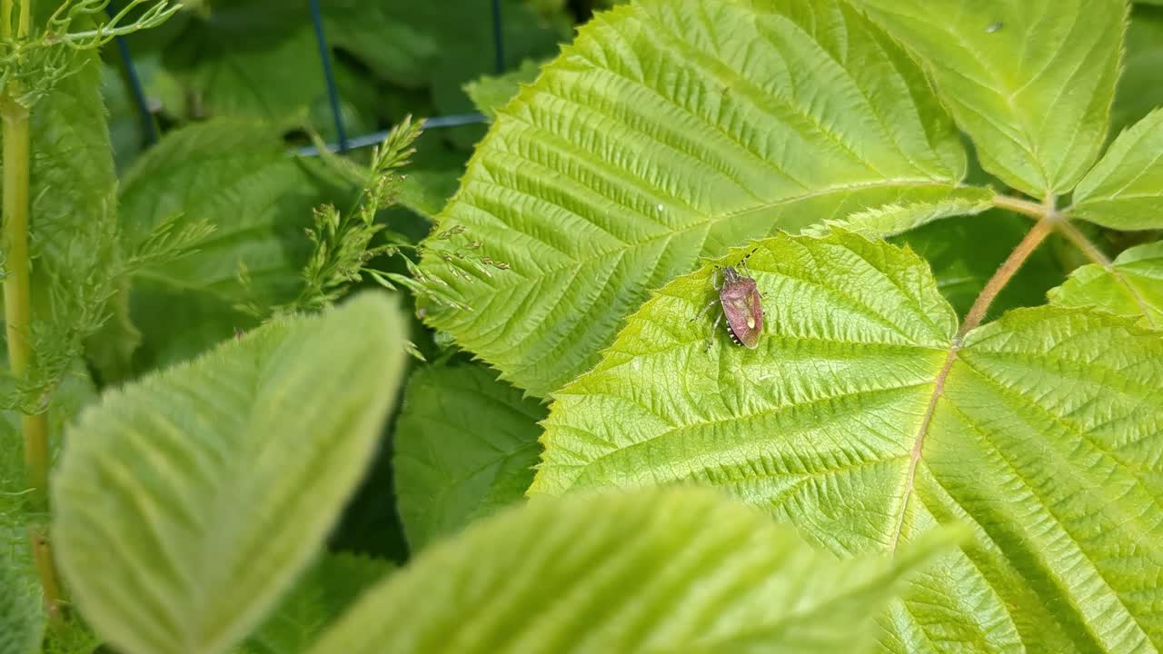 Insect hairy shieldbug, Dolycoris baccarum on big green leaf in nature, green nature detail
